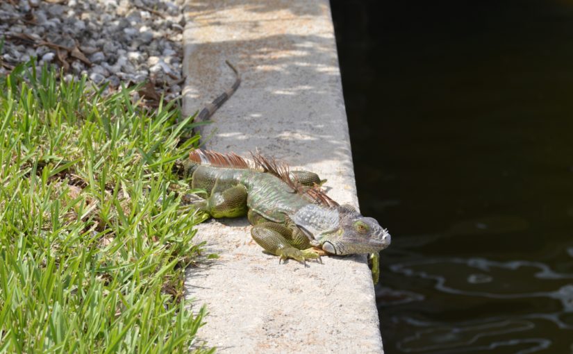 Green Iguana on a Marco Island Canal Wall