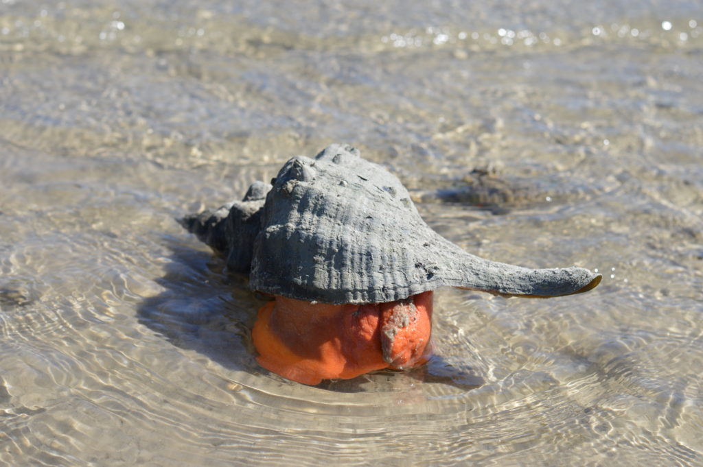 horse conch mud flat