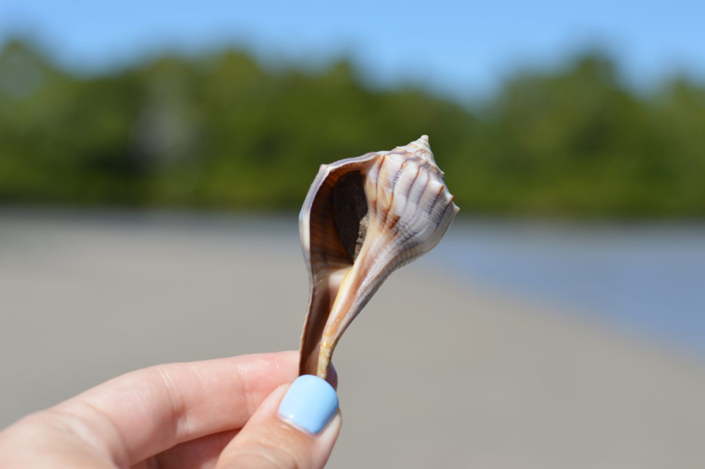 baby lightning whelk