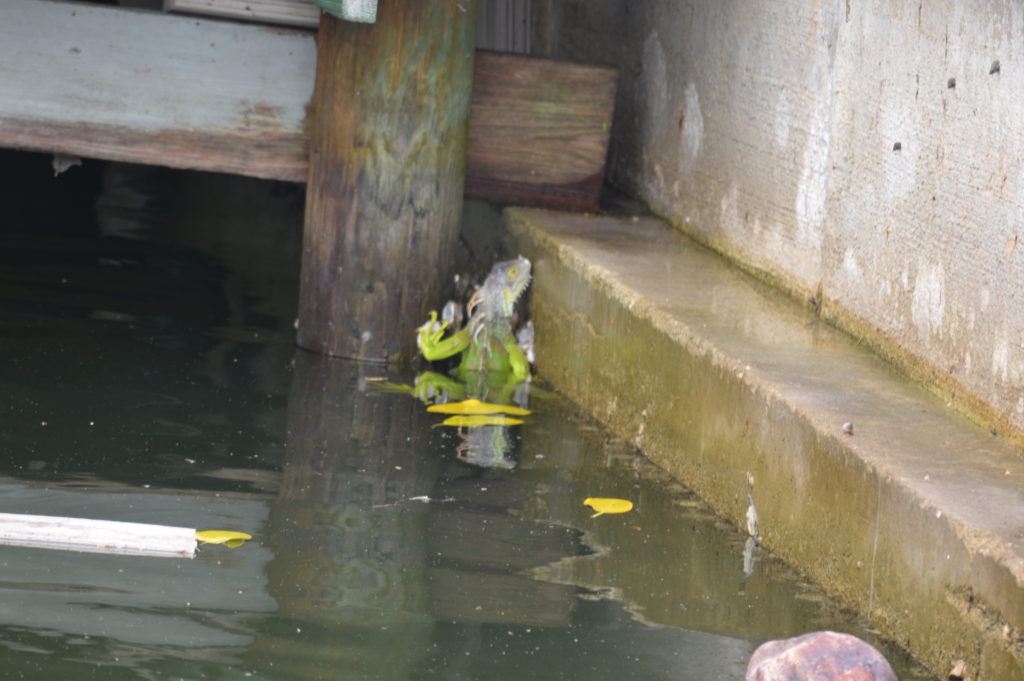 Green Iguana in the Canal
