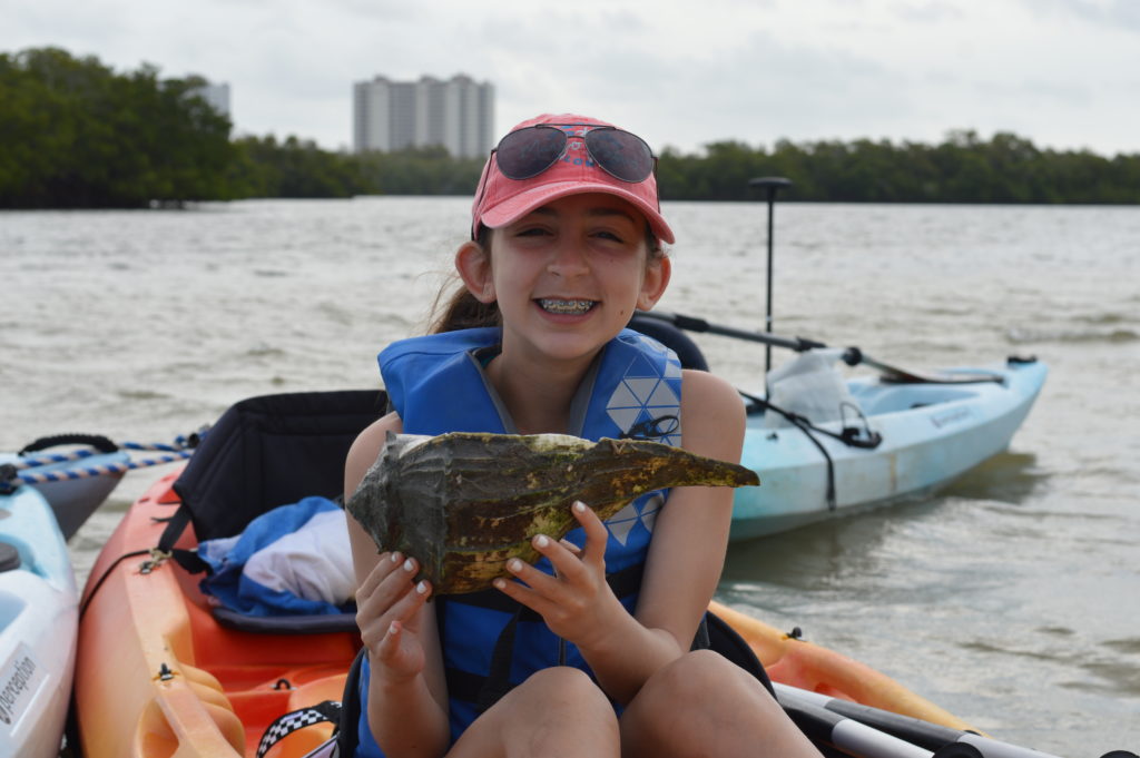 full grown lightning whelk