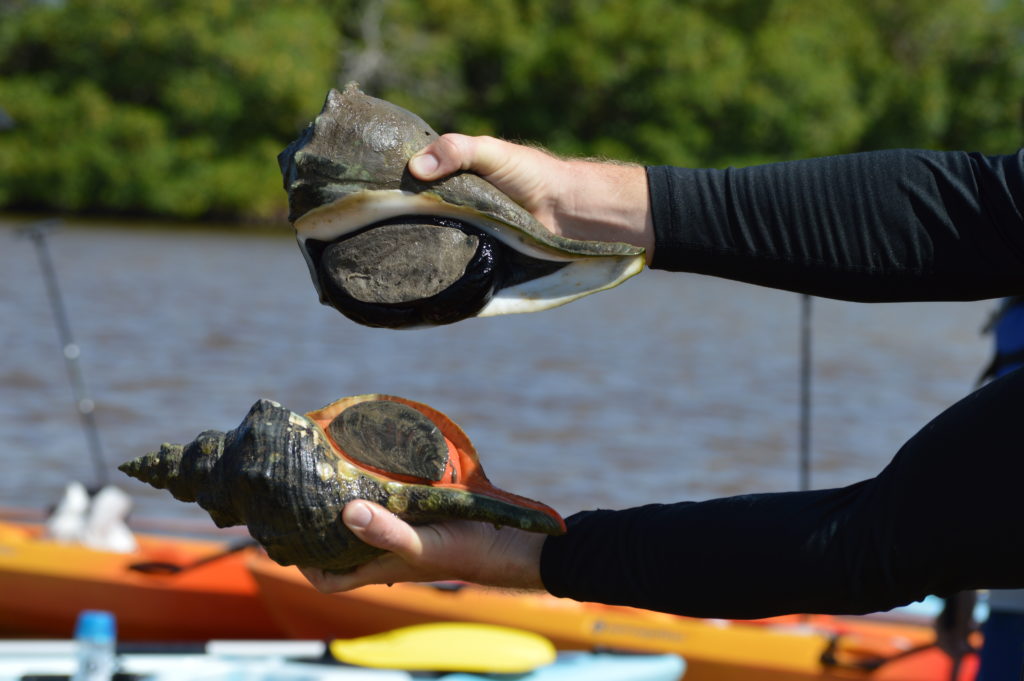 horse conch vs lightning whelk