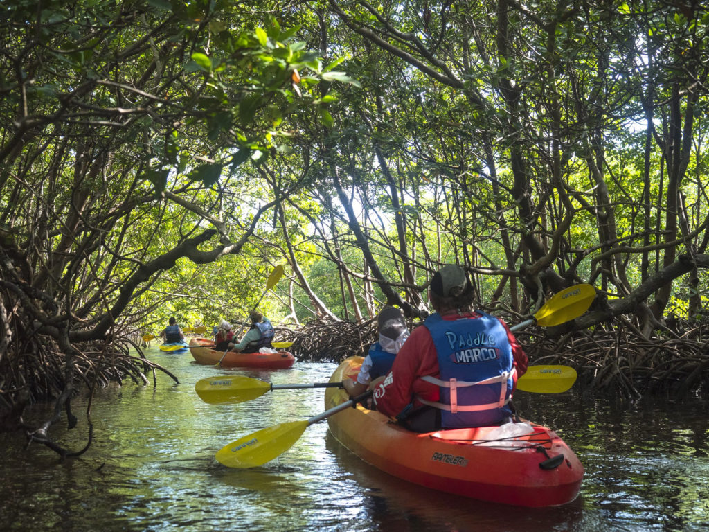 mangrove tunnels kayak tour