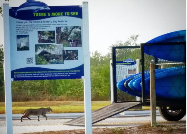 kayaking bobcat