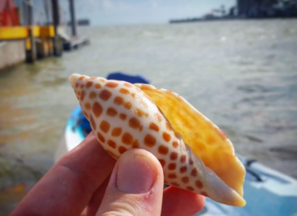 Shelling on Marco Island is Amazing after Hurricane Irma