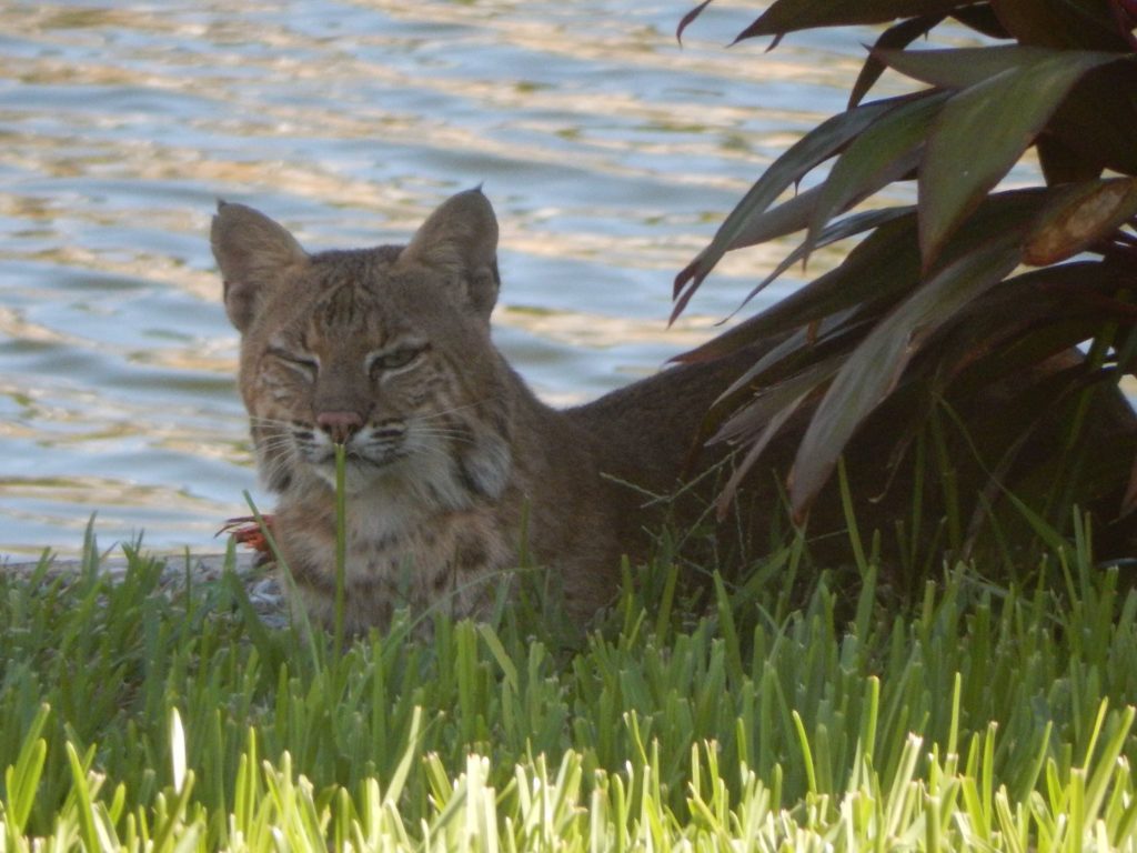 bobcat marco island