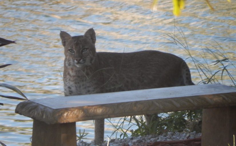 Bobcats on Marco Island