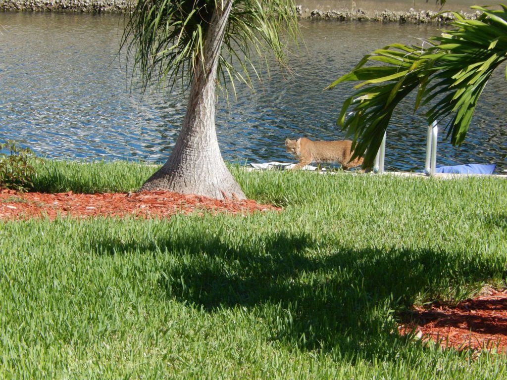 bobcat marco island