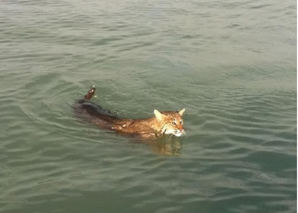 bobcat marco island swimming