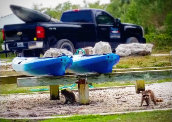 raccoons paddlecraft park