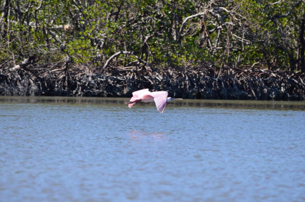 spoonbill