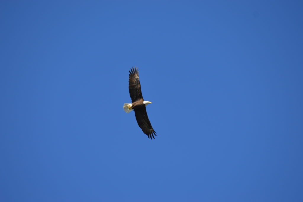 bald eagle