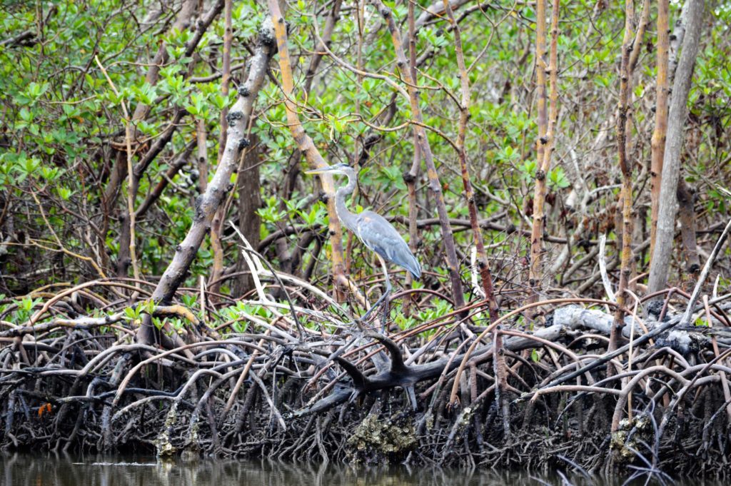 Great Blue Heron