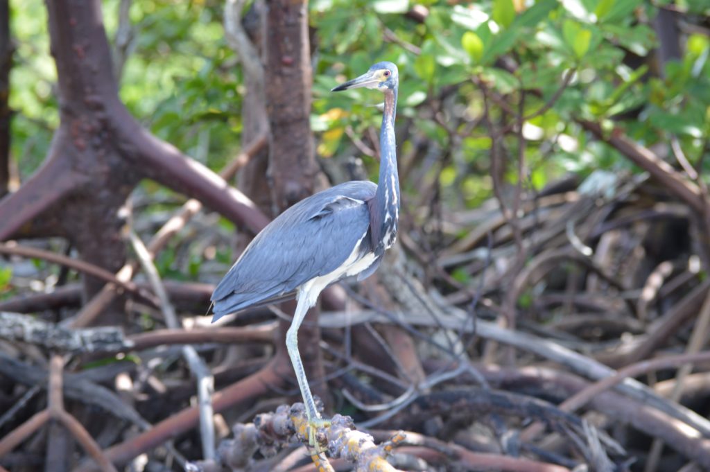 Tri-Colored Heron