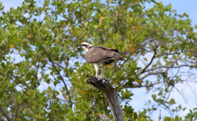 Top 10 Birds we see on our Kayak Tours