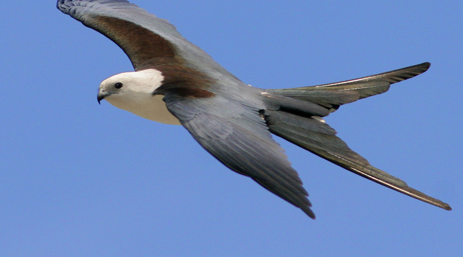 swallow-tailed kite