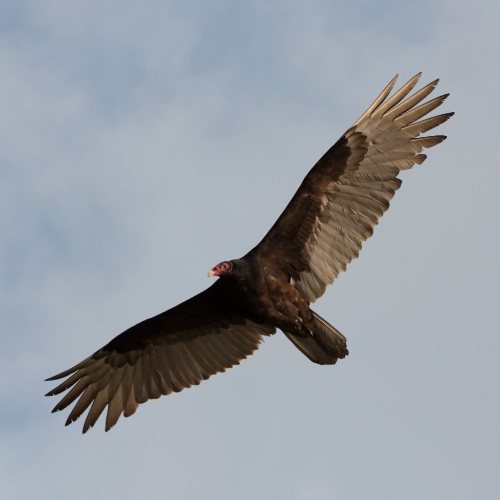 turkey vulture