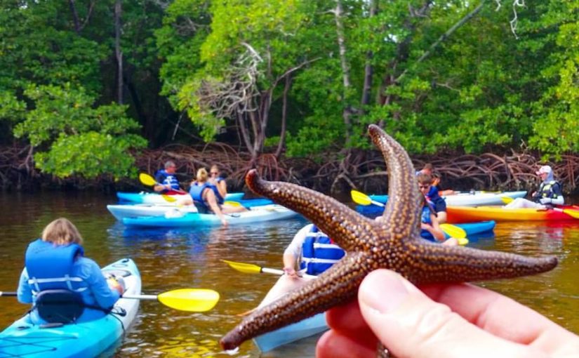 Top 10 Critters we find on our Kayak Tours