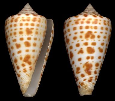 alphabet cone shell marco island