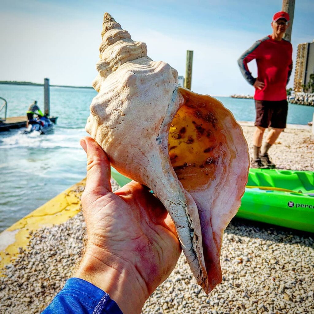 horse conch marco island