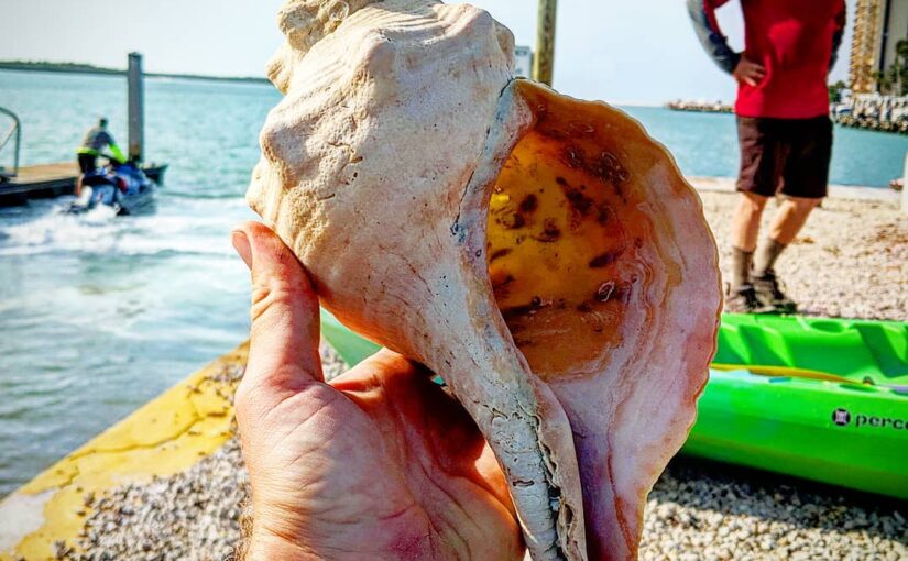 Rare and Collectable Shells of Marco Island