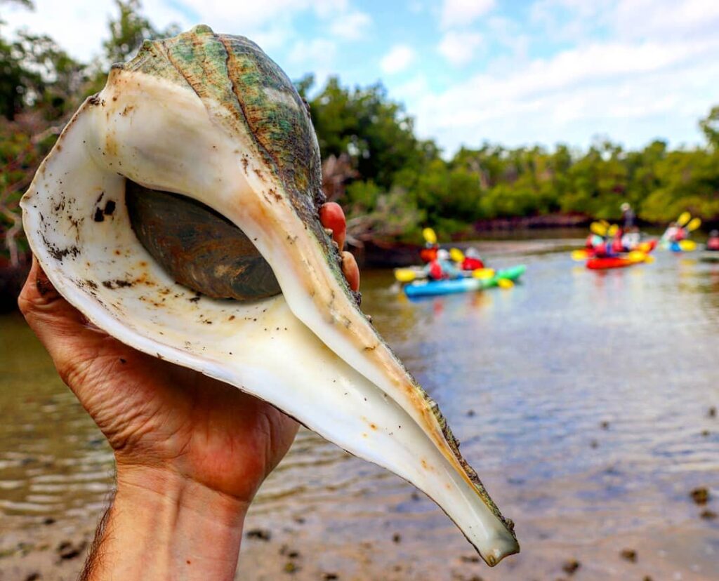 live lightning whelk