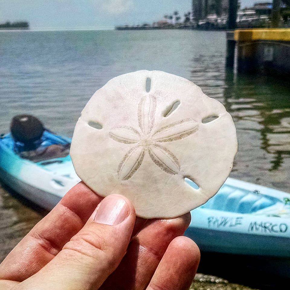 marco island sand dollar