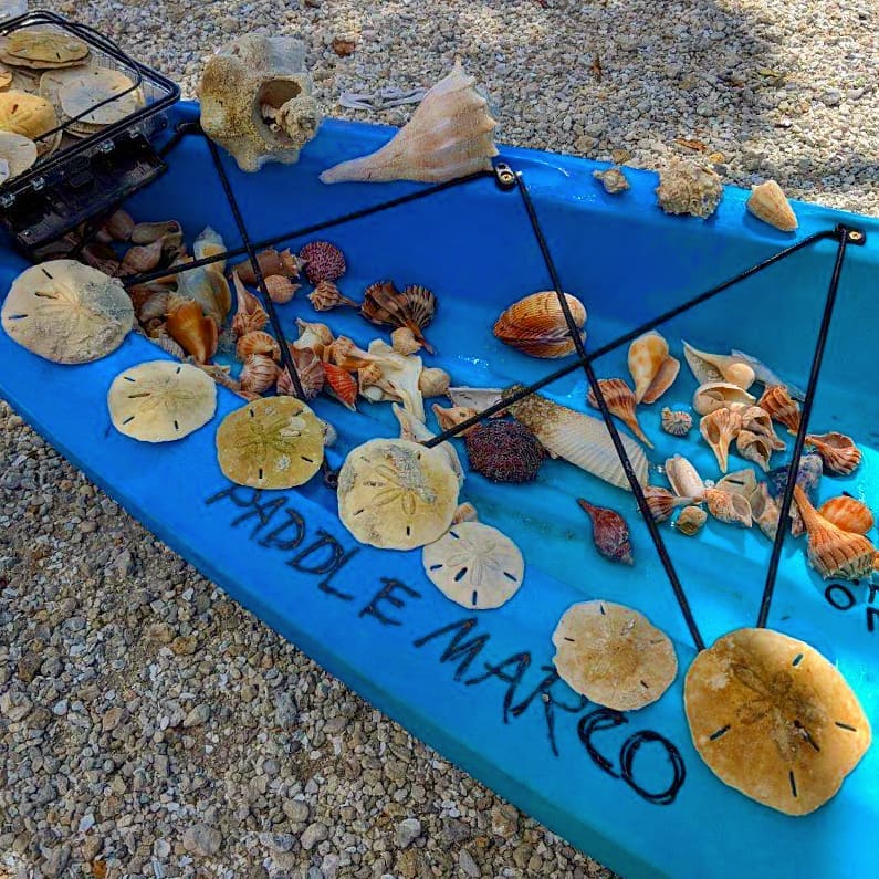 sand dollars on marco island