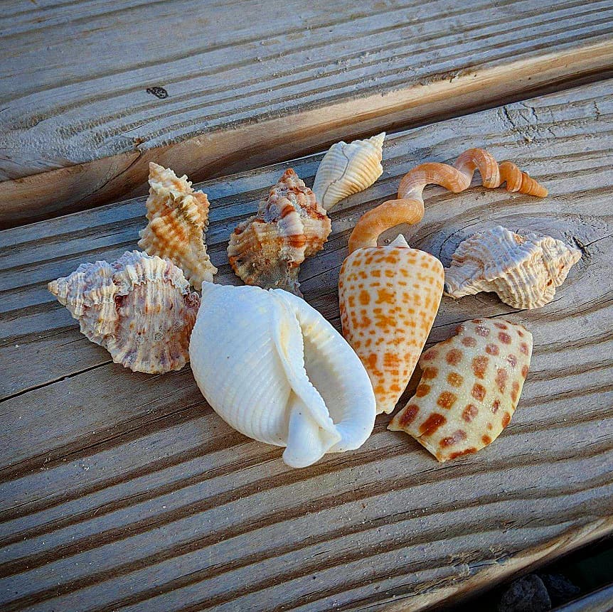 Rare and Collectable Shells of Marco Island – Blog