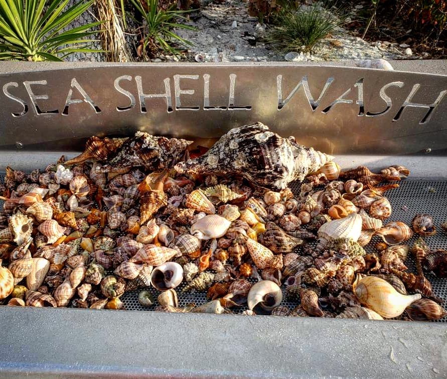 shell collection