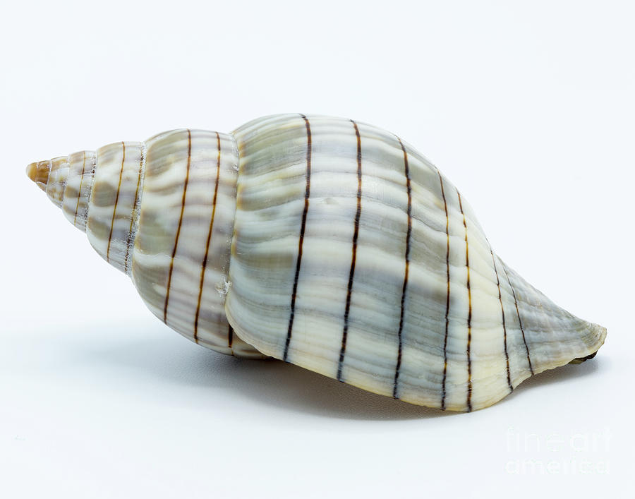 banded tulip shell