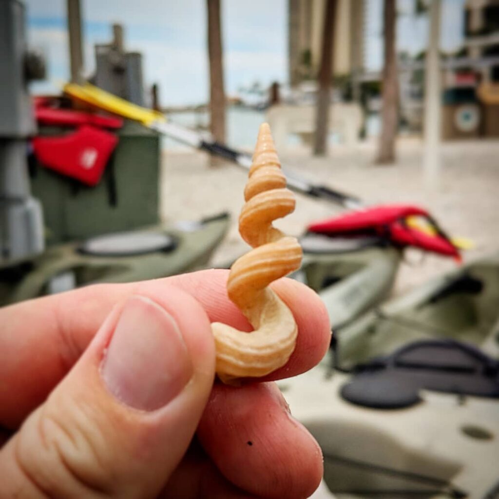 marco island worm shell