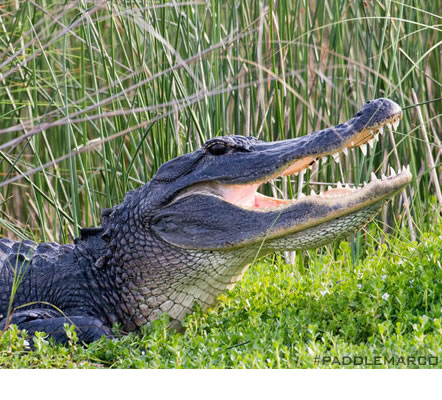 alligators kayak frequently asked questions sharks snakes tour